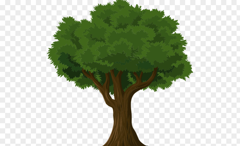 Tree Learning Nusach Hari B'nai Zion Business Organization PNG