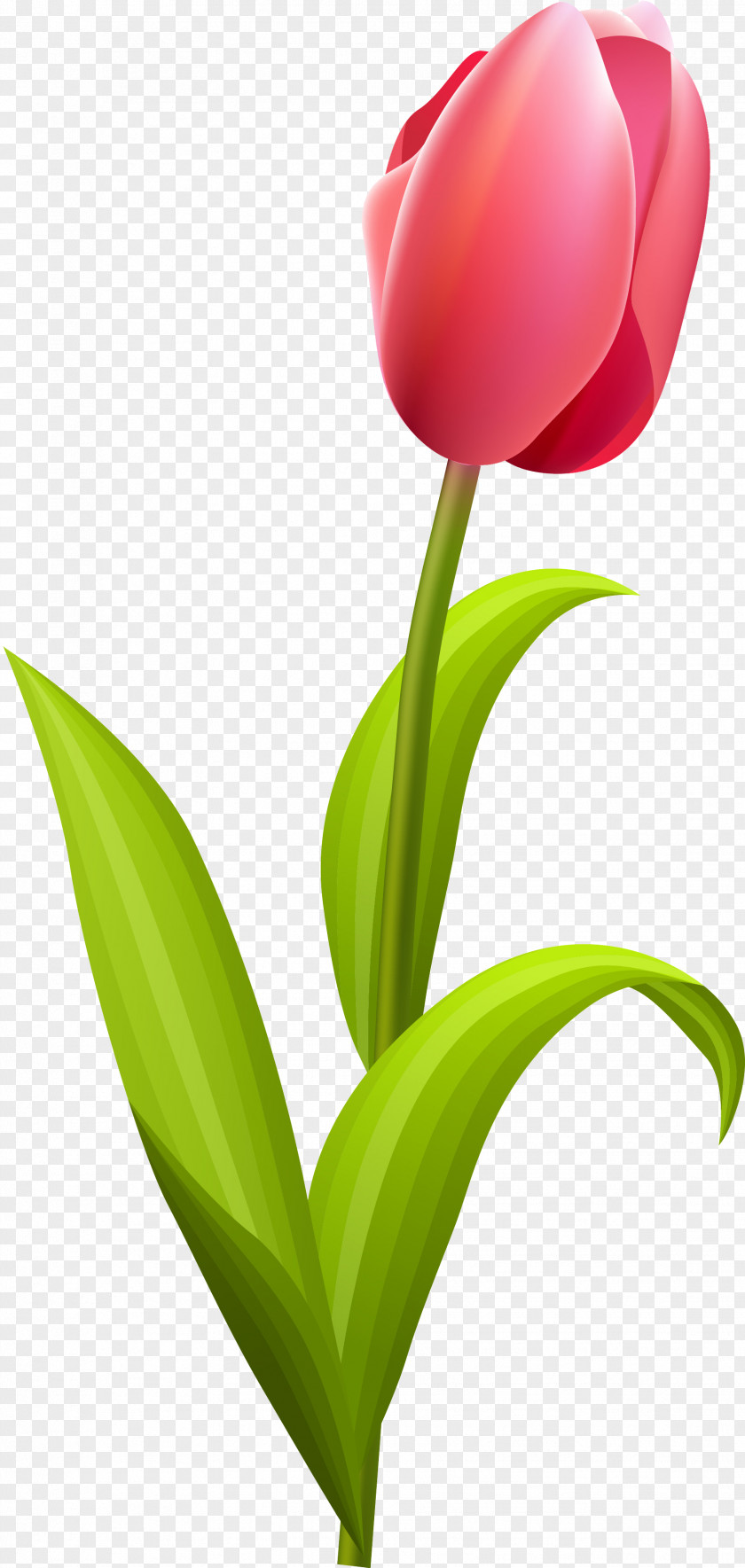 Tulip Flower Bouquet Clip Art PNG