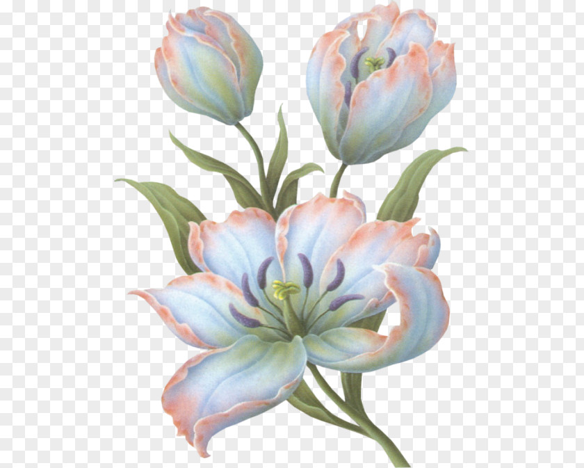 Watercolor Succulent Cut Flowers Tulip Blume Painting PNG