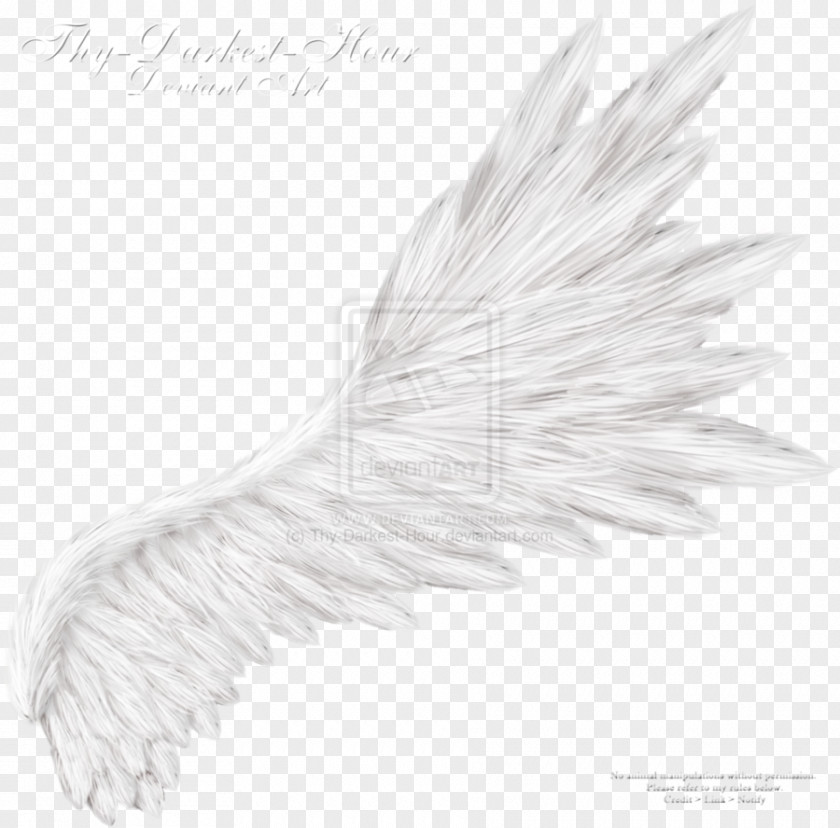 Angel Wings White Feather DeviantArt PNG