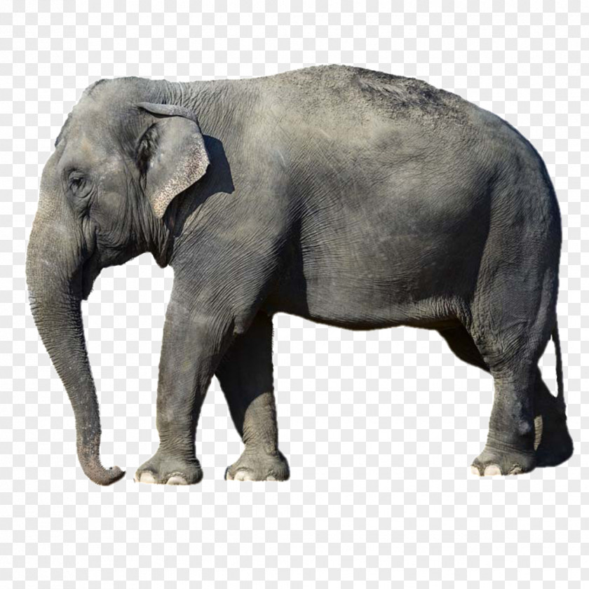 Elephants African Elephant Stock Photography Image Desktop Wallpaper PNG