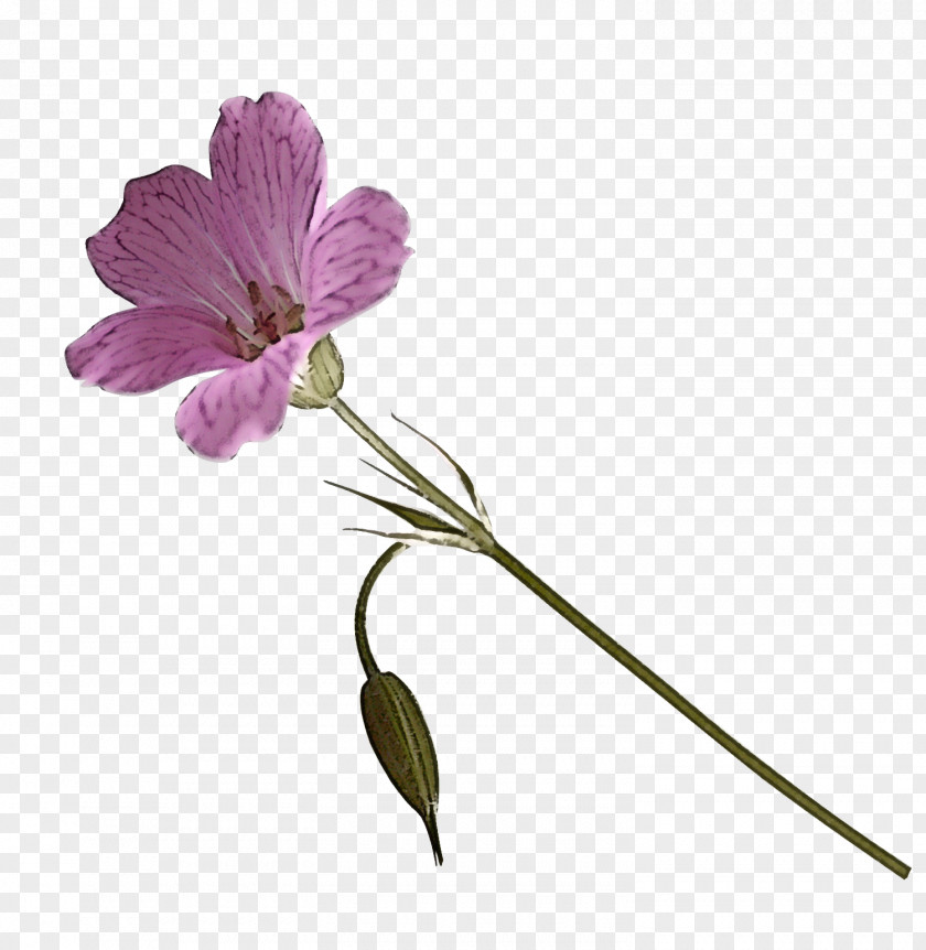 Flower Plant Petal Pedicel Wild Cranesbill PNG