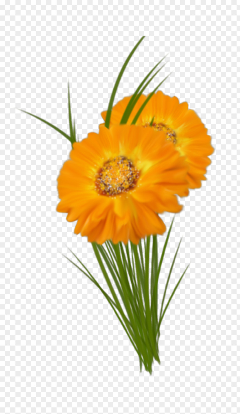 Flower Transvaal Daisy Cut Flowers Floral Design Marigolds PNG