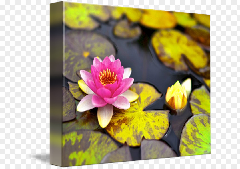 Lotus 25 Gallery Wrap Canvas Flowering Plant Art Wildflower PNG