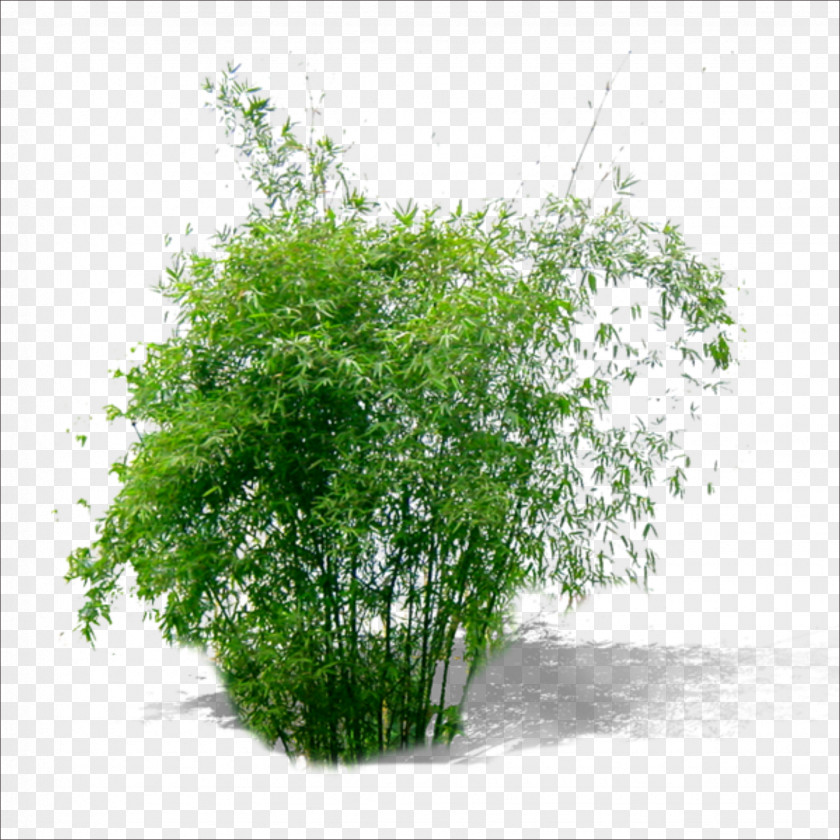Plant Bamboo Green PNG