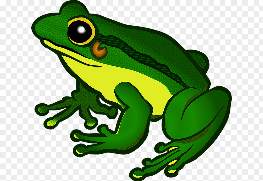Amphibian File Frog Clip Art PNG