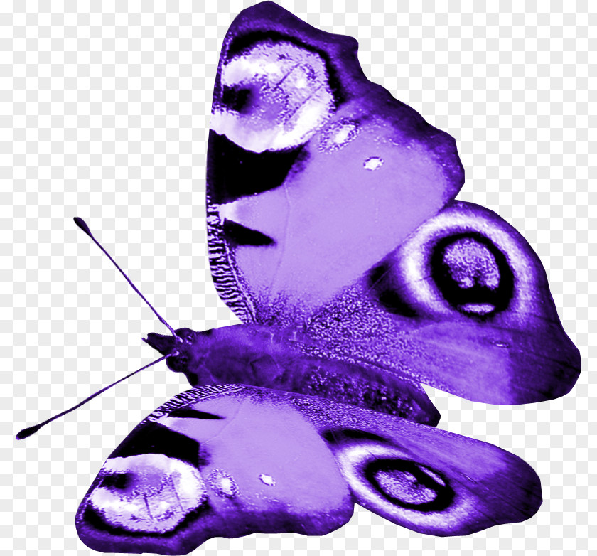 Butterfly Purple Insect PNG