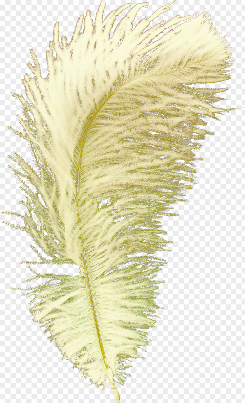 Feather Pictures Bird Goose Quill PNG