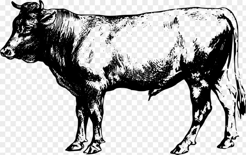 Zebu Blackandwhite Cow Background PNG