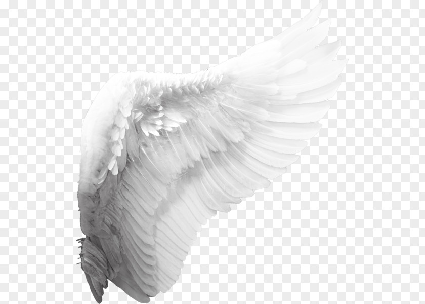 Angel Wings Cherub Wing Clip Art PNG