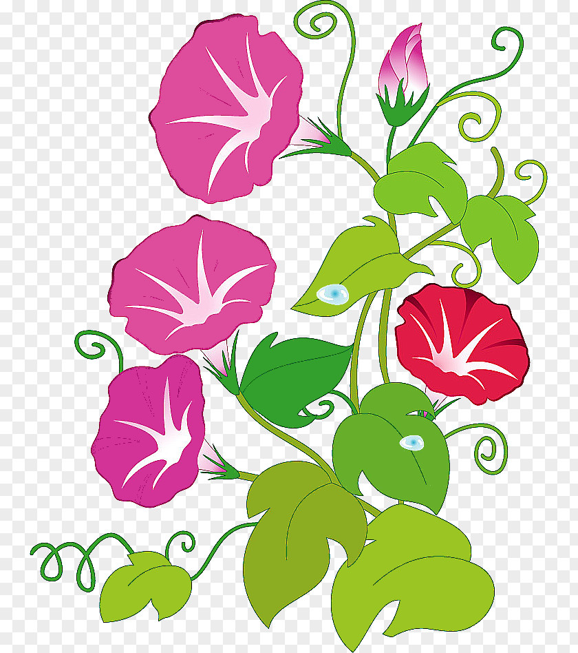 Flower Ipomoea Nil PNG