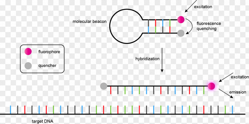 Genome Nucleic Acid Sequence DNA Sequencing PNG