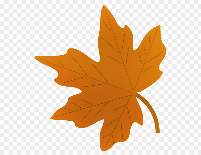 Leaf Drawing Autumn Color Maple Clip Art PNG