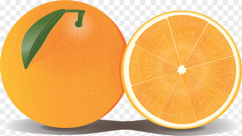 Orange Clipart Grapefruit Clip Art PNG
