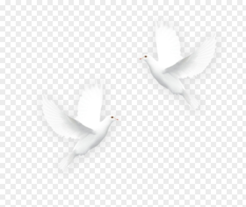 Pigeon Free Stock Bird Icon PNG