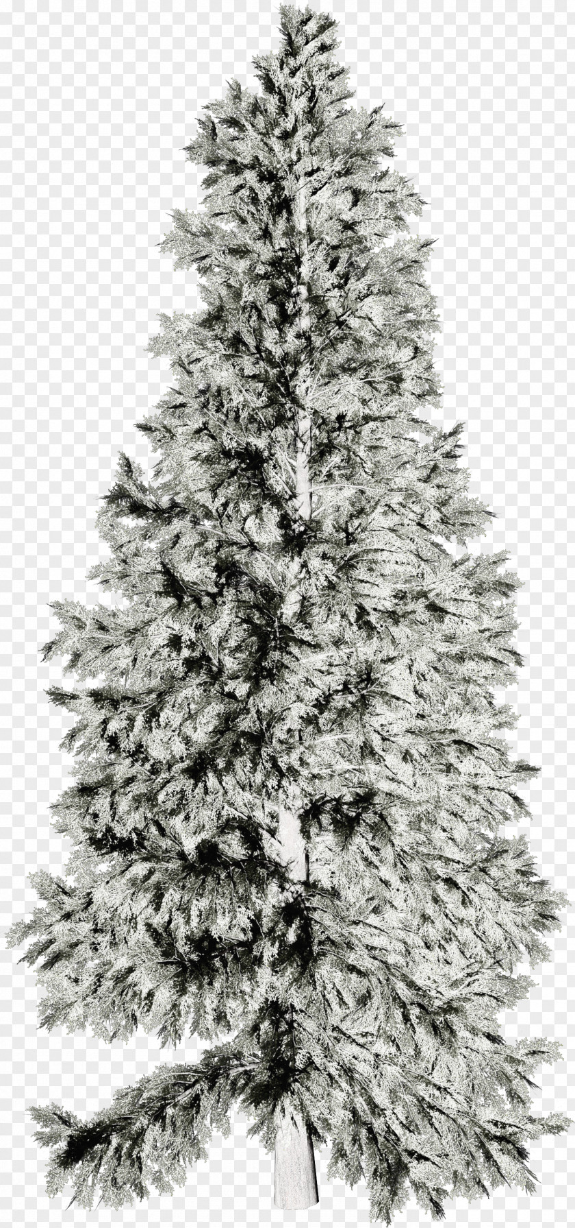 Tree Wallpaper PNG