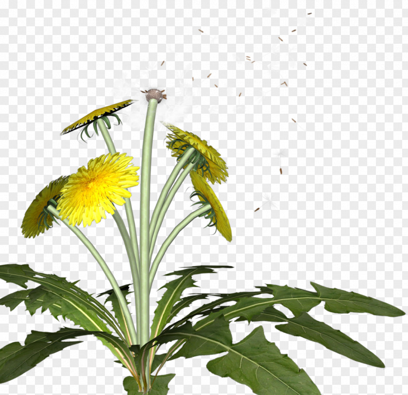 Dandelion Flower Pollinator Insect Plant PNG