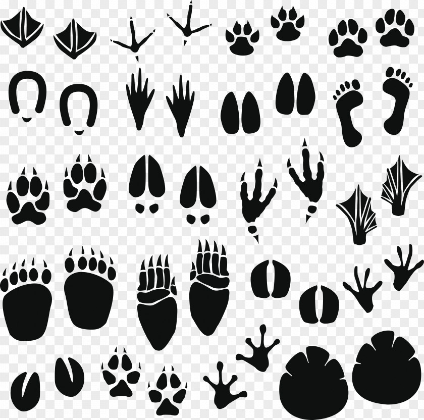 Footprints Raccoon Footprint Animal Track Clip Art PNG