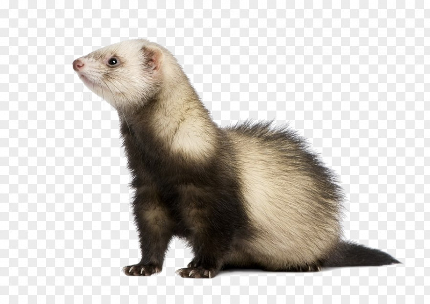 Fur Mustelidae Black-footed Ferret American Mink Marten Mustelinae PNG