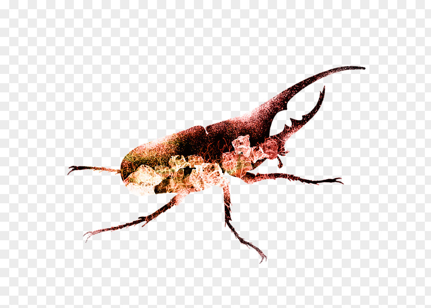 Painting Fine Art Beetle PNG