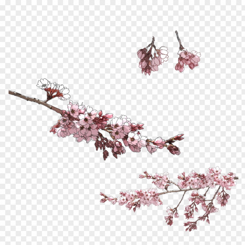 Winter Blooming Pink Plum Drawing PNG