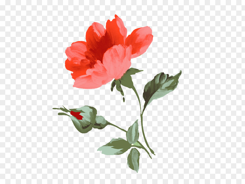 Illustration Flower Cut Flowers Design Garden Roses Plants PNG