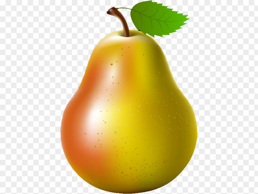 Pear Pyrus Nivalis Fruit Auglis PNG