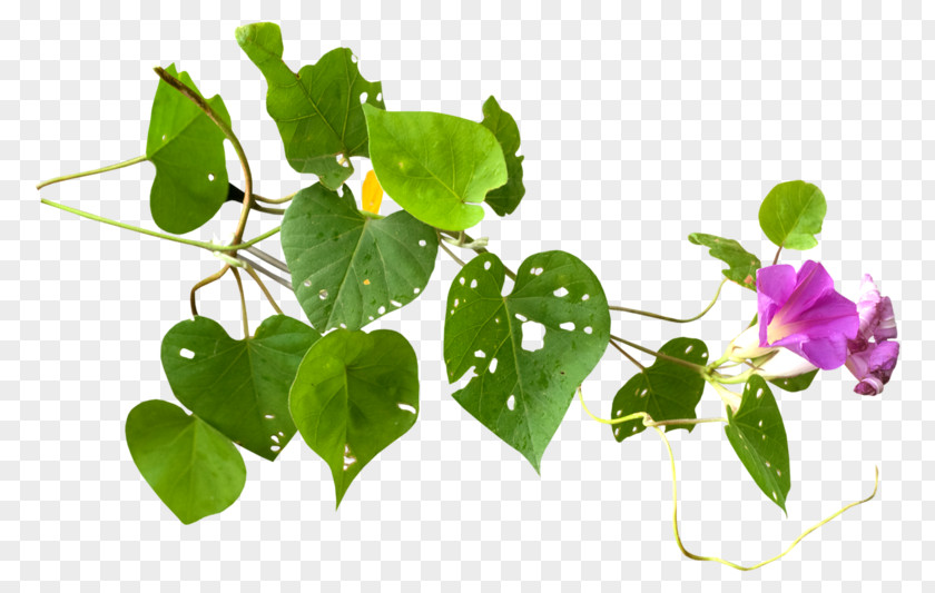 Plant Herbaceous Blog Petal PNG
