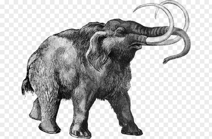 Science Woolly Mammoth Extinction Elephantidae Cloning PNG