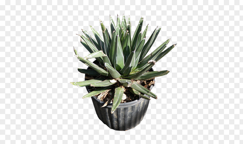 Agave Victoriaereginae Azul Succulent Plant Angustifolia Potatorum Nectar PNG