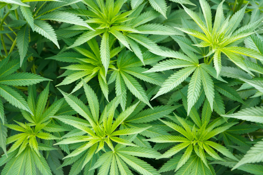 Cannabis Sativa Plant Medical Hemp PNG