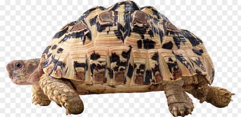 Desertification Turtle Tortoise PNG