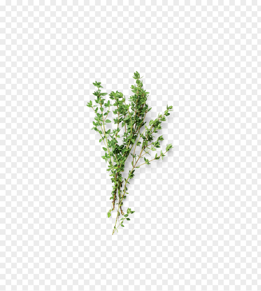 Dry Parsley Herb Tree Twig Branch Leaf PNG