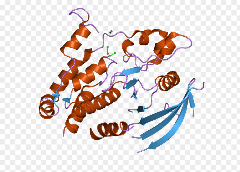 PTPRJ Protein Tyrosine Phosphatase Receptor Cdc25 PNG