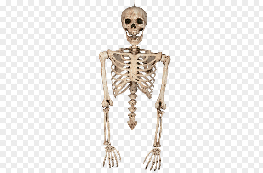 Skeleton Human Bone Torso Body PNG