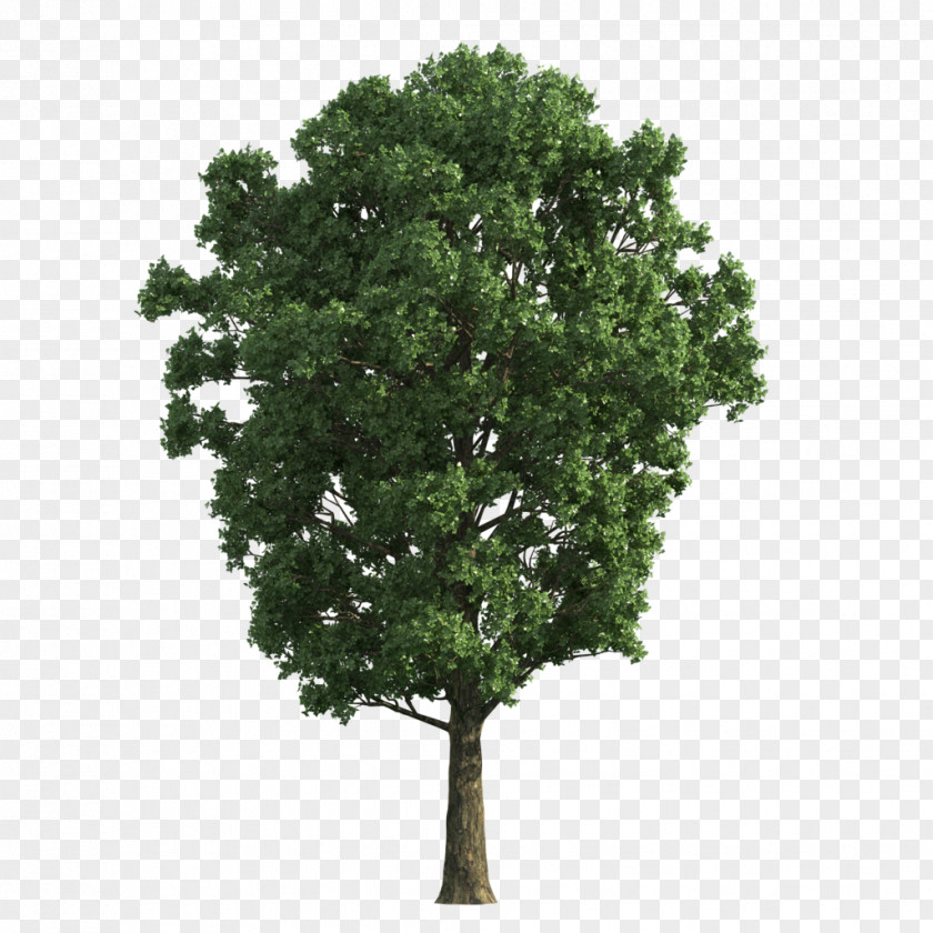 Tree Gratis PNG