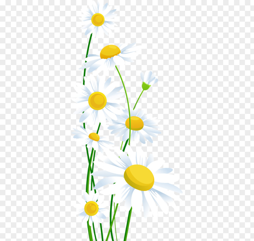 White Clip Art Common Daisy Openclipart Image Oxeye PNG