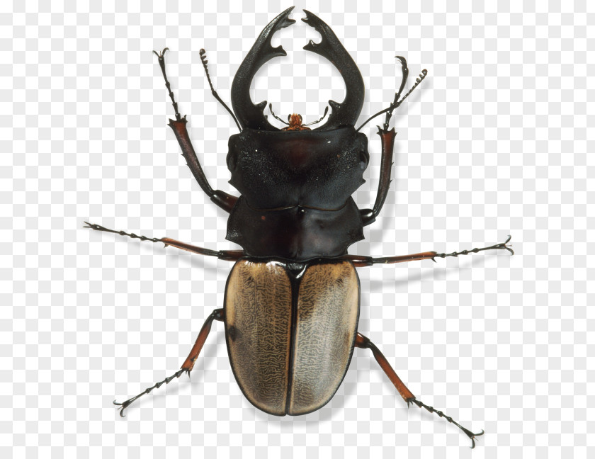 Exo Skeleton Japanese Rhinoceros Beetle Invertebrate Exoskeleton Arthropod PNG