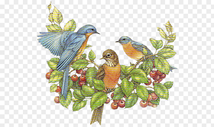 Flower-and-bird European Robin Bird Clip Art PNG