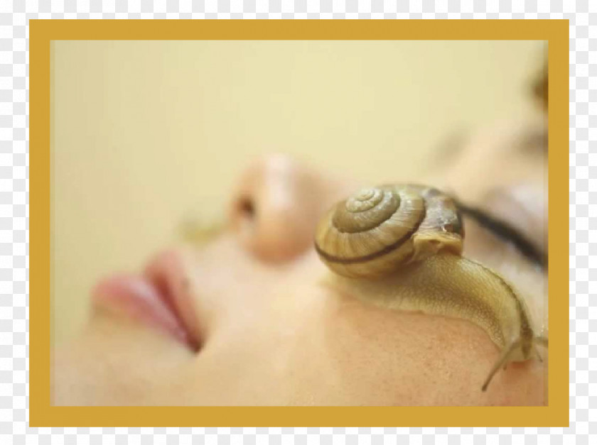 Reducing Snail Slime Skin Care Cosmetics PNG