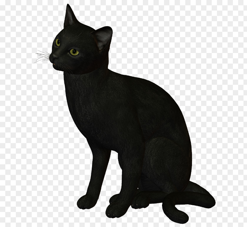 Black Cat Bombay Korat Burmese Havana Brown PNG