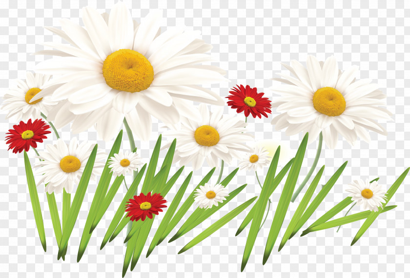 Camomile Flower Of The Fields Drawing Painting Bouquet PNG