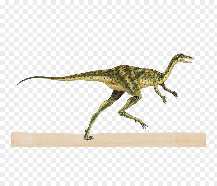 Pale Dinosaur Coelurus Theropods Kimmeridgian Richardoestesia Pelorosaurus PNG