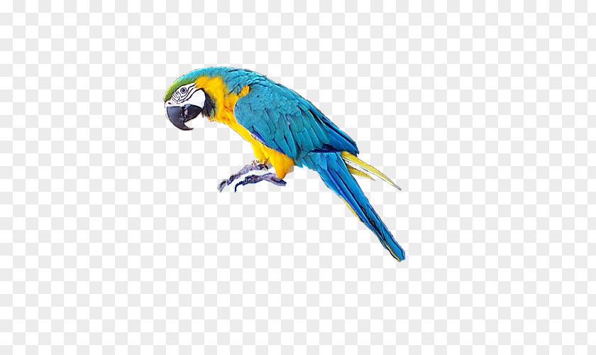Pirate Parrot Bird Macaw Clip Art PNG