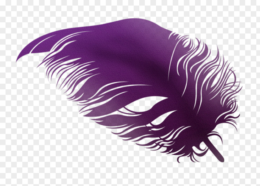 Pluma Feather Violet PNG
