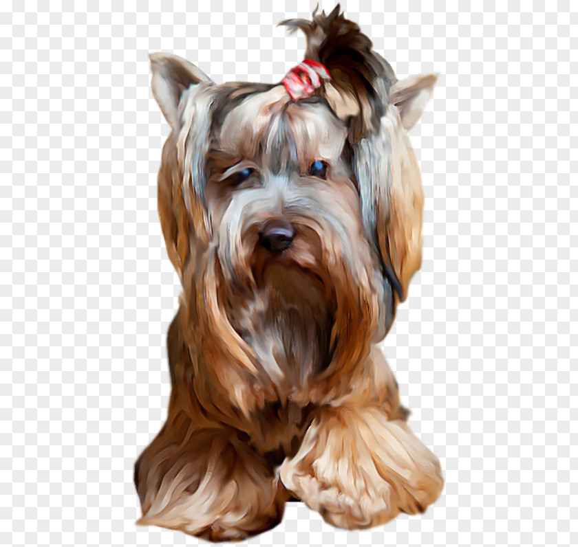 Puppy Yorkshire Terrier Miniature Schnauzer Dog Breed Companion PNG