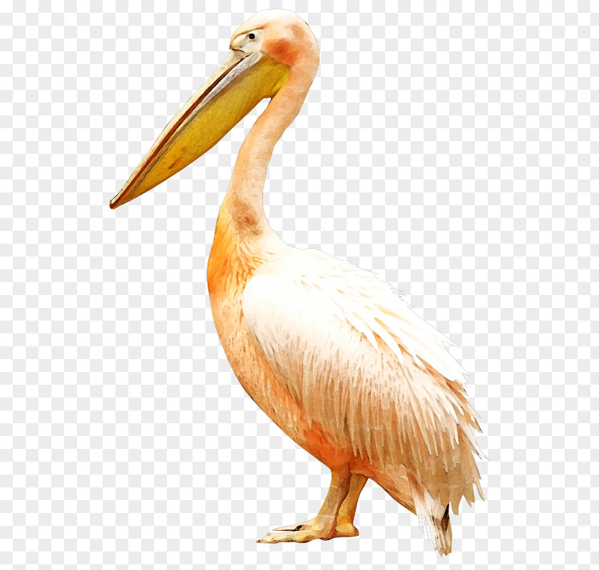 White Crane Bird Pelican Clip Art PNG