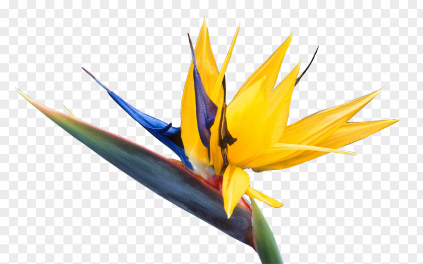 Bird Of Paradise Flower Bird-of-paradise Hummingbird PNG