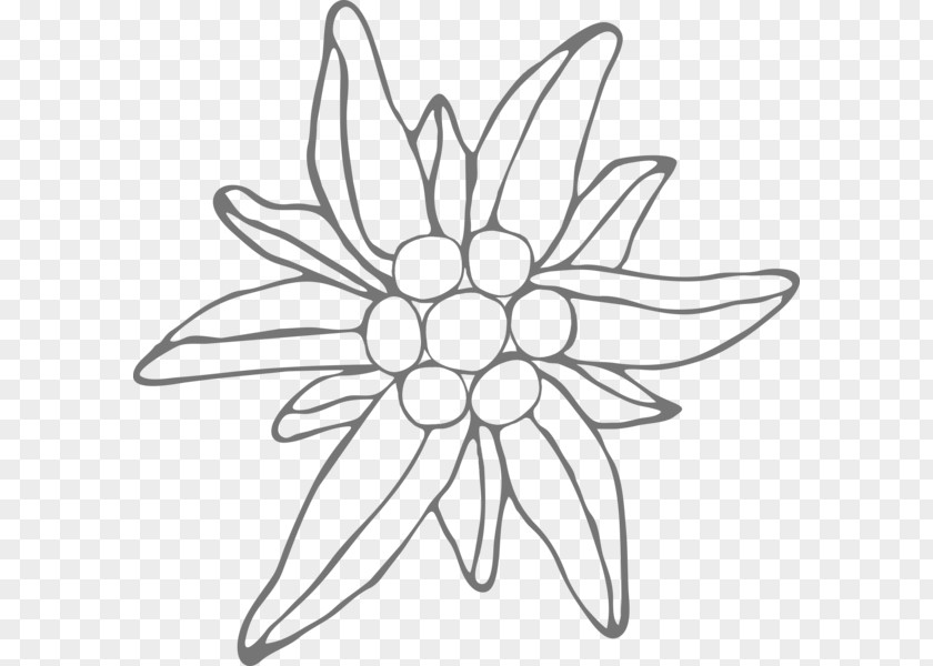 Delicacy Clipart Drawing Edelweiss Floral Design Frosting & Icing Flower PNG