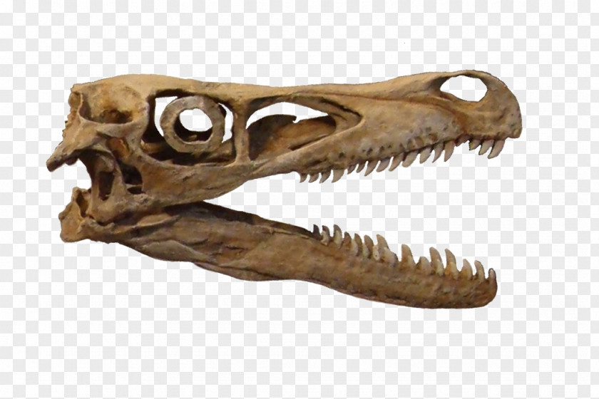 Dinosaur Velociraptor Tyrannosaurus Dromaeosaurus Sclerotic Ring PNG